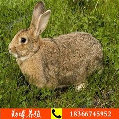 比利时种兔 新西兰肉兔价格 出售肉兔种兔价格