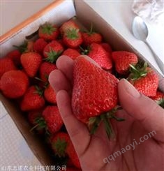 日本99草莓苗、日本99草莓苗怎么种