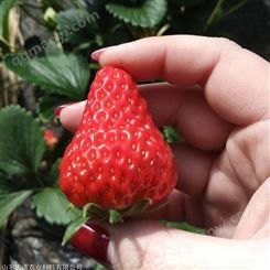 承德鲁旺草莓苗新品种
