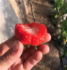 辉县咖啡草莓苗种植基地