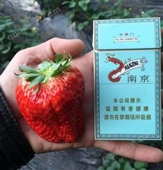伊犁州新源红颜草莓苗温室品种