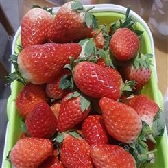 河南信阳幸香草莓苗哪里有卖