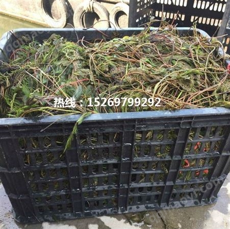 山东轮叶黑藻批发基地 轮叶黑藻苗 销售各种沉水植物