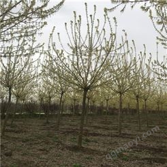 澳森花木基地 供应 新乡 金叶复叶槭12公分价格