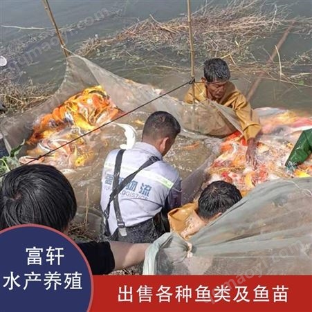 鱼苗渔场批发观赏鱼 景区观赏性鲤鱼 品种齐全 观赏鱼价格 轩富水产