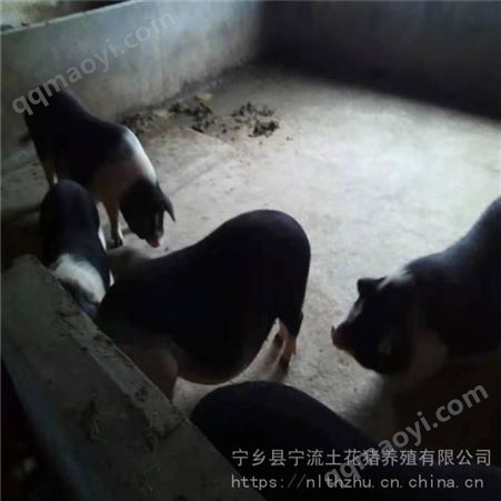 花猪幼仔 土黑猪 宁流 花猪母猪 常年供应