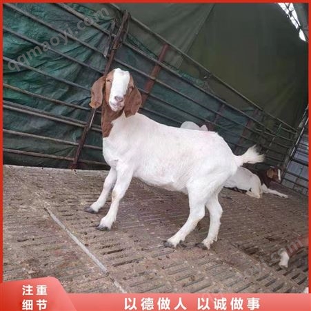 育肥羊波爾山羊 波爾山羊易養殖 活體波爾山羊 山東出售