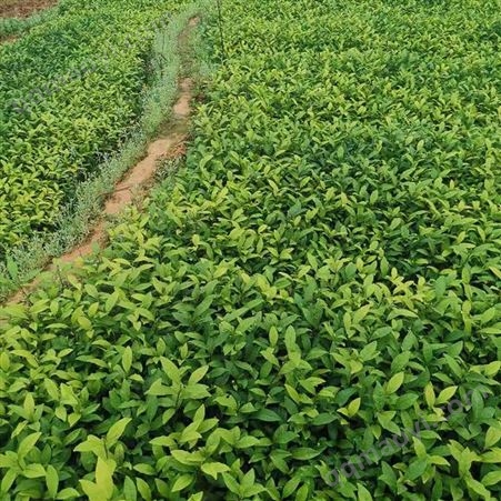 岩茶105茶树苗大量供应 黄观音茶叶苗种植 福建茶叶苗