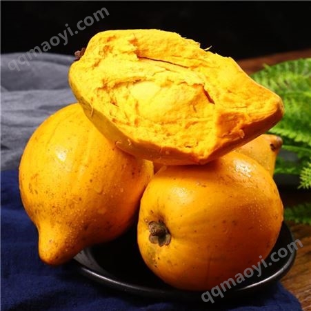 富紅興蛋黃果樹苗適應(yīng)氣候 當(dāng)年結(jié)果雞蛋果苗批發(fā) 觀賞水果苗木